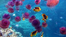Медузы в Египте опасны или нет