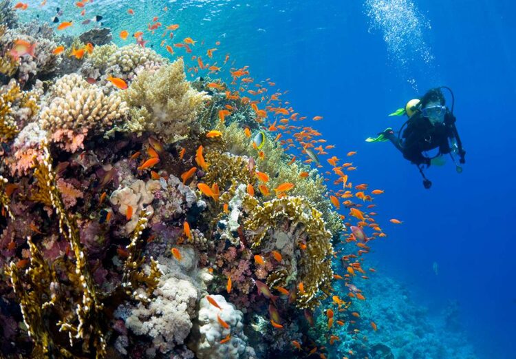 Подводный мир острова Тиран