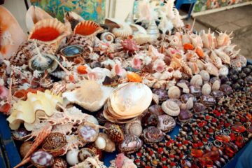 Морские камни и ракушки