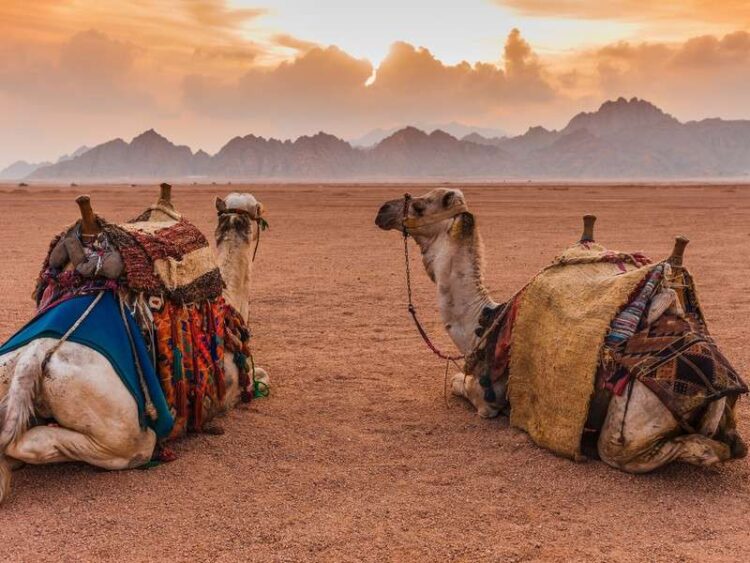 День в Синайской пустыне: верблюды, джипы, снорклинг и не только