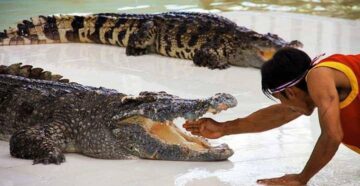 Зубастые тоже ходят загорать: на пляже Пхукета был замечен двухметровый крокодил