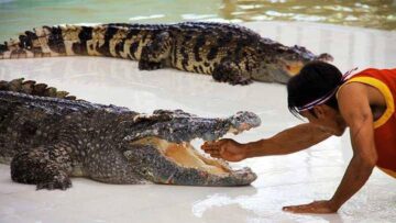Вы сейчас просматриваете Зубастые тоже ходят загорать: на пляже Пхукета был замечен двухметровый крокодил