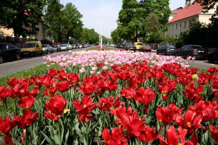 В Калининграде в мае все цветет