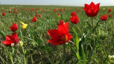 Фестиваль тюльпанов в Калмыкии в 2023 году