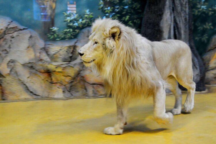 Львы в зоопарке Казани