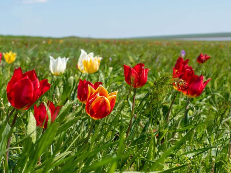 Виды тюльпанов в Калмыкии