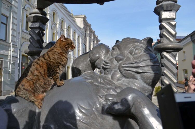 Коты в Казани очень популярны