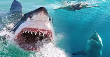 Опасность в воде: из-за угрозы нападения акул на людей в Египте в районе Шарм-эль-Шейха закрыт заповедник
