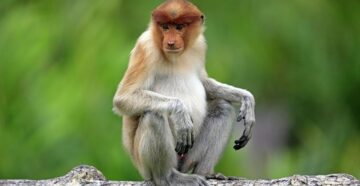 Туризм снова в опасности? Оспа обезьян стремительно распространяется по странам мира