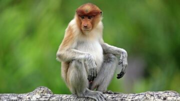 You are currently viewing Туризм снова в опасности? Оспа обезьян стремительно распространяется по странам мира