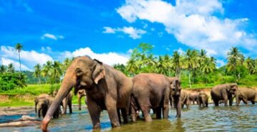 Чрезвычайное положение на Шри-Ланке: туристы вынуждены прятаться в отелях из-за массовых беспорядков