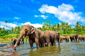You are currently viewing Чрезвычайное положение на Шри-Ланке: туристы вынуждены прятаться в отелях из-за массовых беспорядков