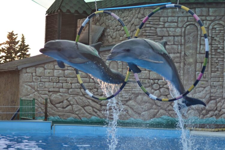 Абхазский Национальный Дельфинарий