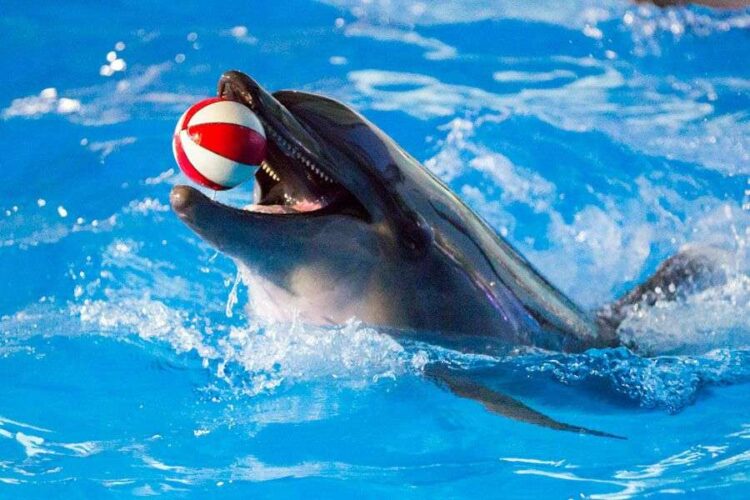 Трюки дельфинов в Гагре никого не оставят равнодушными