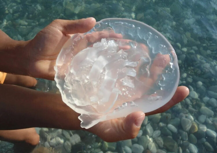 Медуза в Абхазии