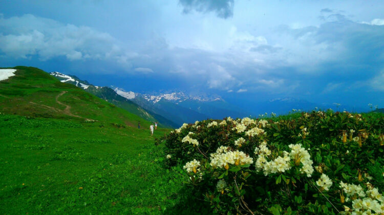 Альпийские луга в Абхазии