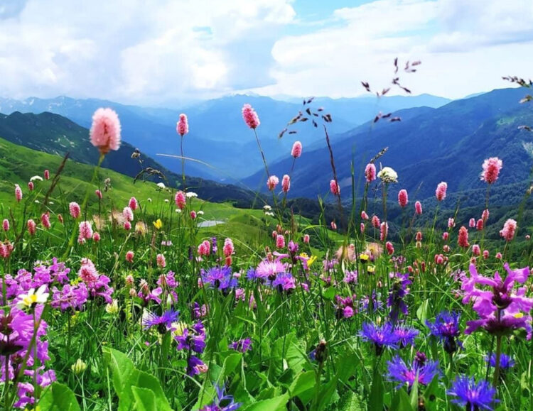 Альпийские луга Абхазии