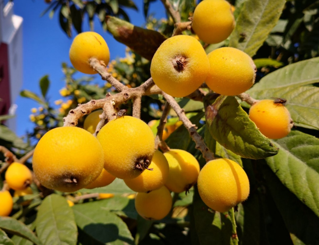 Какие фрукты растут в Абхазии: сезон по месяцам, фото, описание, цены