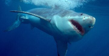 Туристов защитят от акул: власти и отели Египта ввели защитные меры против нападения акул на людей