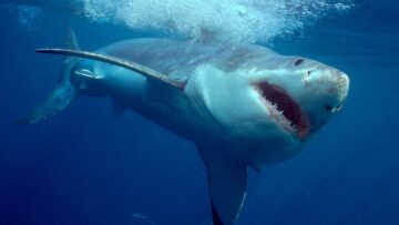 Вы сейчас просматриваете Туристов защитят от акул: власти и отели Египта ввели защитные меры против нападения акул на людей