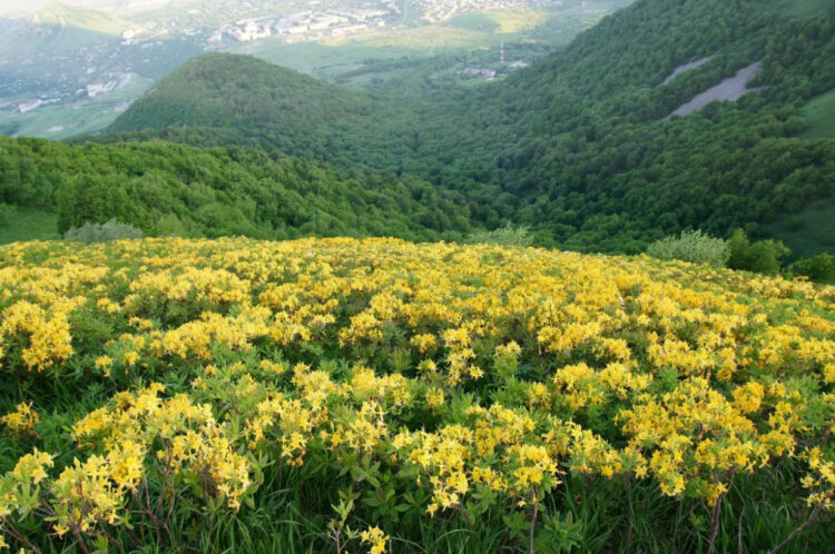 Гора Бештау весной