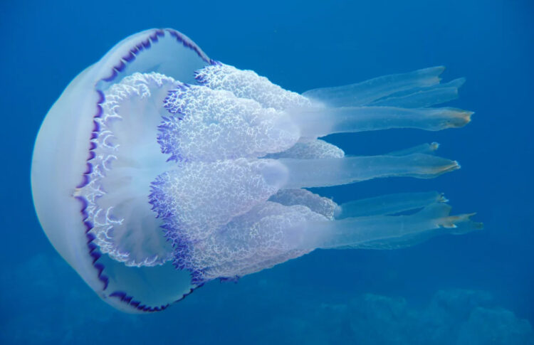 Медуза корнерот 