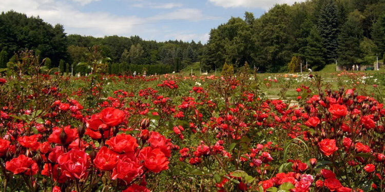 Розы в парке Кисловодска