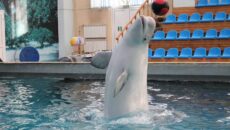 Дельфинарий в Кисловодске: расписание и цена билета в 2022 году