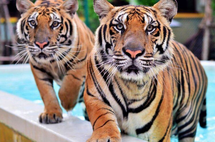 Королевство тигров Tiger Kingdom