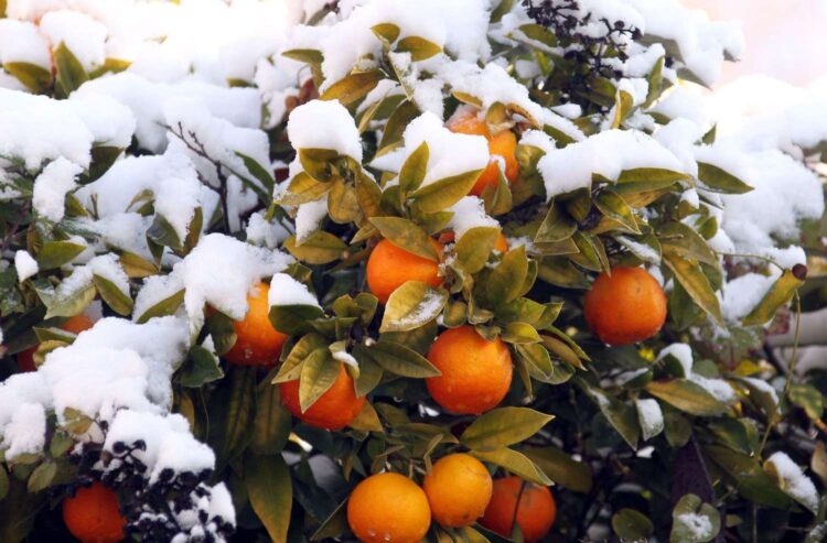 В декабре - сезон мандаринов в Абхазии