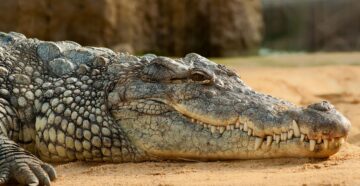 Притворился деревом: на Бали огромный крокодил напугал туристов, отдыхавших на пляже Легиан
