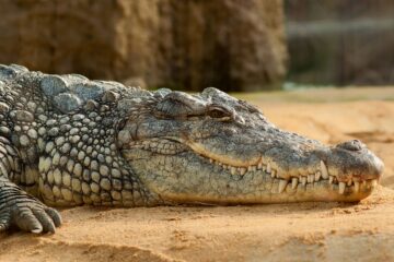 Вы сейчас просматриваете Притворился деревом: на Бали огромный крокодил напугал туристов, отдыхавших на пляже Легиан