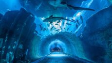 Dubai Aquarium & Underwater Zoo — океанариум в «Дубай Молл»