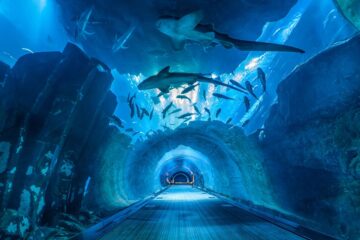 Вы сейчас просматриваете Dubai Aquarium & Underwater Zoo — океанариум в «Дубай Молл»
