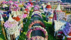 Парк цветов Miracle Garden в Дубае — настоящий сад чудес среди песков