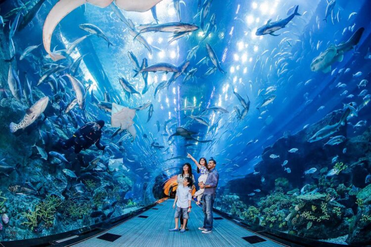 Почему стоит посетить океанариум в Дубае
