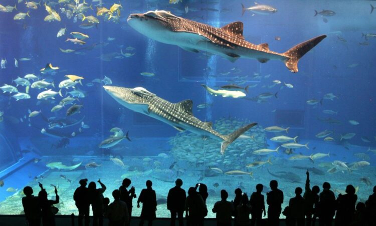 подводный зоопарк