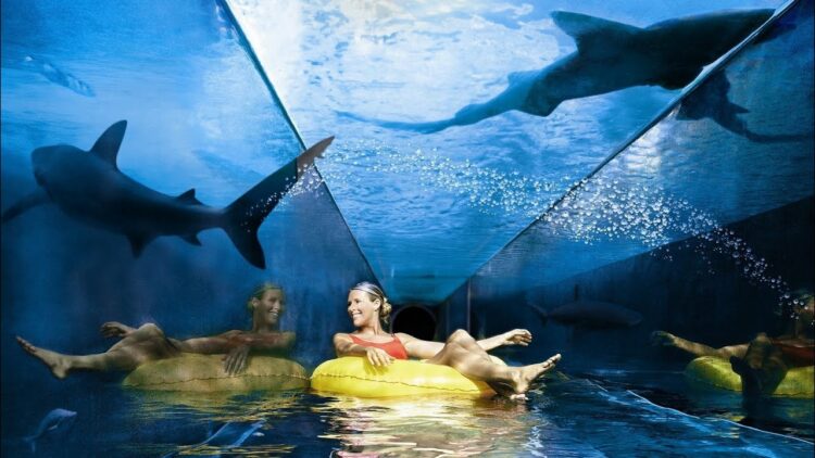 Сафари с акулами в аквапарке