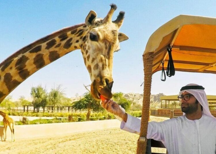 Жираф в Сафари-парке