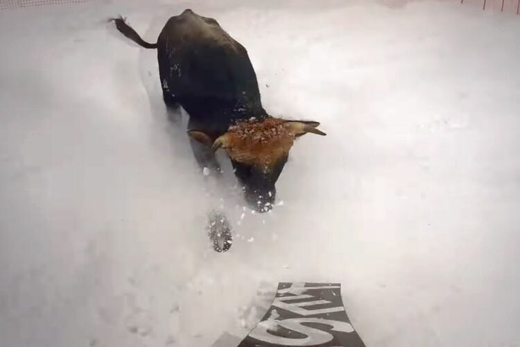 Бык атакует сноубордиста