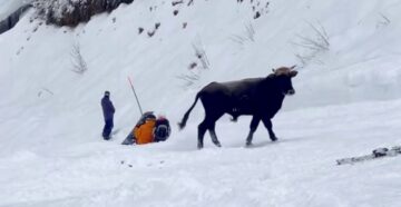 Осторожно, впереди бык! Разъярённое животное устроило переполох на горнолыжной трассе «Роза Хутора»