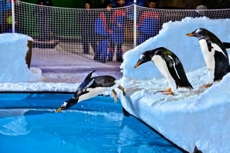 Пингвины в Ski Dubai 