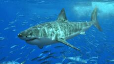 Есть ли акулы возле Дубая, Шарджи, Абу-Даби и других курортов ОАЭ