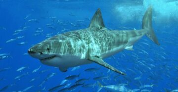 Есть ли акулы в Персидском заливе в ОАЭ в 2023 году