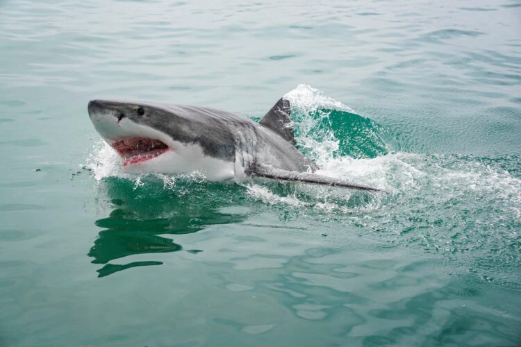 Нападение акул в ОАЭ