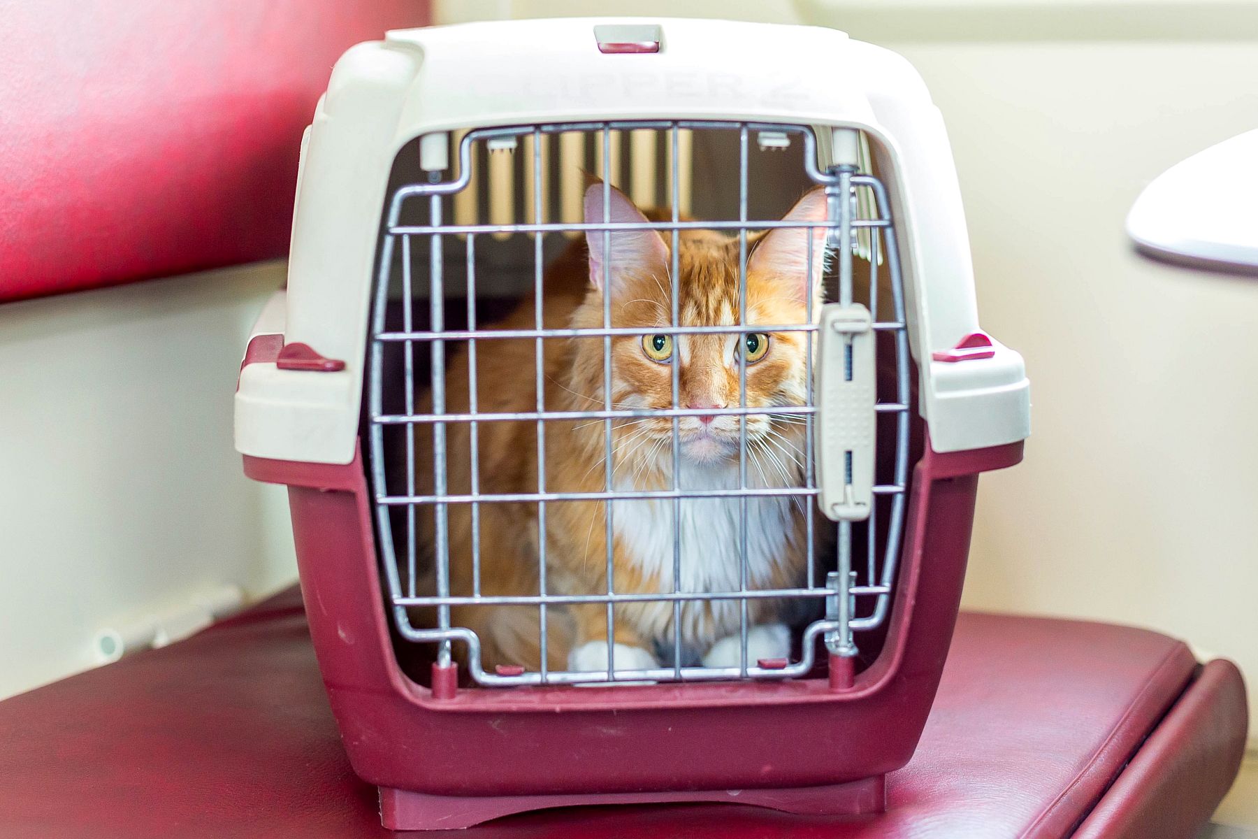 Переноски и сумки для кошек — купить переноску для котов в зоомагазине Zooleader