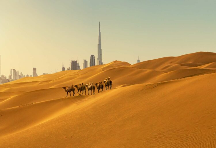 Покататься на верблюдах в пустыне Дубая