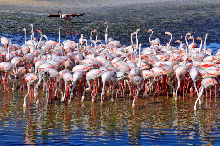Фламинго в заповеднике Рас-аль-Хор в Дубае