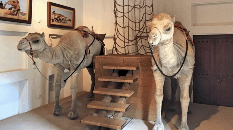Музей верблюдов 