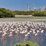Заповедник фламинго «Рас-аль-Хор» в Дубае